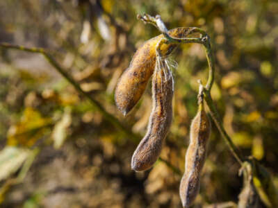 Dry soybeans are seen in Firmat, Argentina, on March 26, 2024.